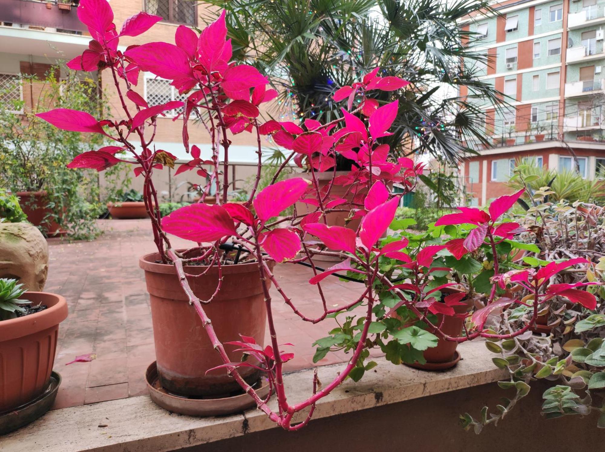 Appartement Terrazza Di Ernesto